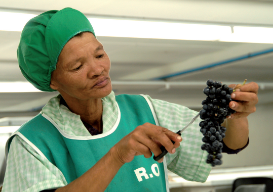 Stellar Organics Fairtrade Weine aus Südafrika: Frau bei der Traubenernte